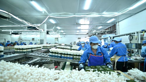 走进大湾区 菜篮子 生产基地 粤北首家工厂化栽培的食用菌企业
